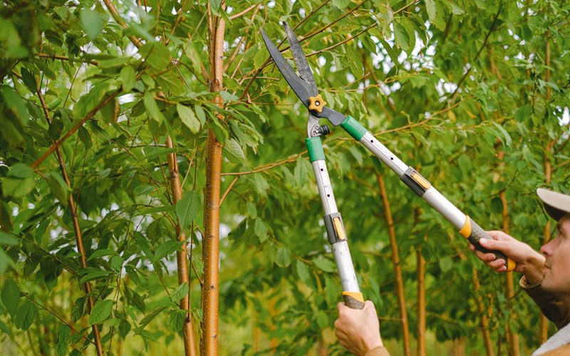 Tree trimming in Arock, OR